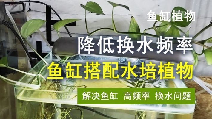 鱼缸里养什么植物可以不用换水，富贵竹水培的具体方法 龙鱼百科 第4张