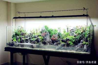 鱼缸里养什么植物可以不用换水，富贵竹水培的具体方法 龙鱼百科 第6张