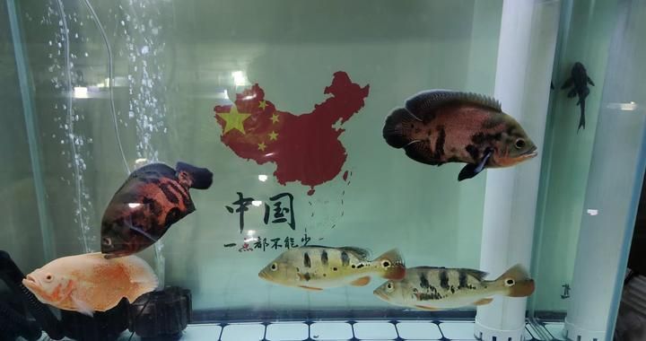 玉金龙鱼图片大全欣赏，玉金龙鱼在水族箱中通常需要多少空间饲养玉金龙鱼需要注意哪些要点