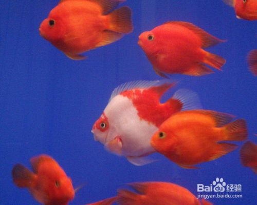 江阴市新城东盛源水族馆，江阴市新城东盛源水族馆详细介绍鱼缸、观赏鱼、渔具、日用百货的零售