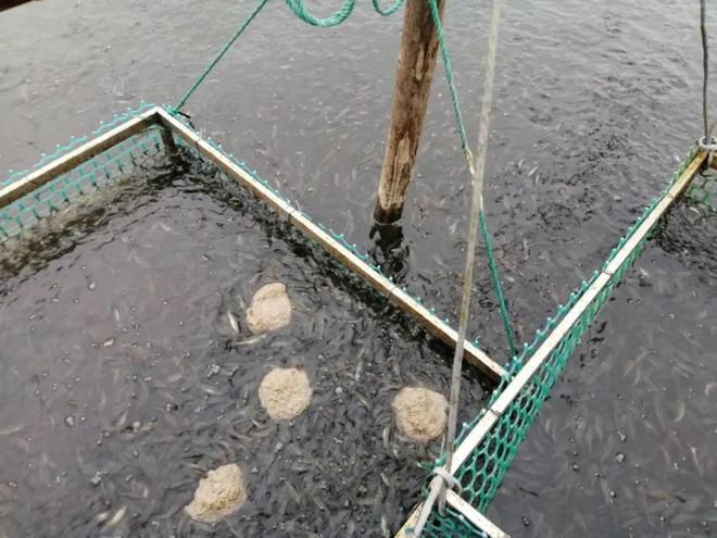 依兰县垟垟梦幻水族馆，依兰县垟垟梦幻水族馆详细介绍