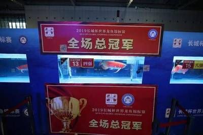 龙鱼锦标赛冠军，世界著名龙鱼锦标赛冠军/展示出色技巧 龙鱼百科 第5张