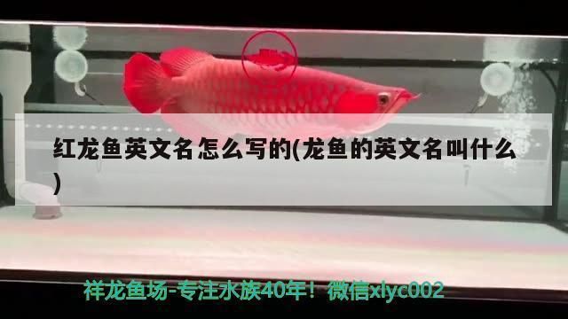 红龙鱼英文名 龙鱼百科 第4张