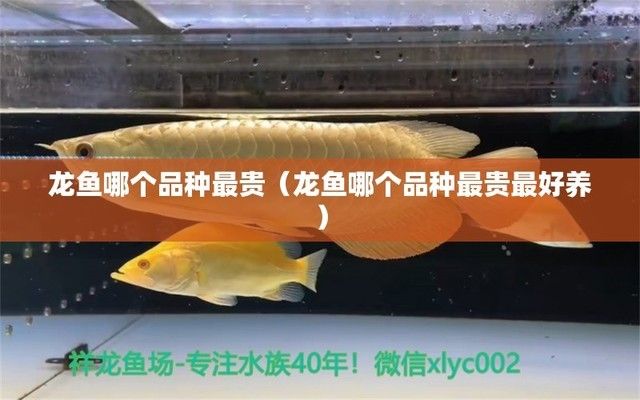 龙鱼哪个品种价格最贵最好养，如何选择龙鱼品种