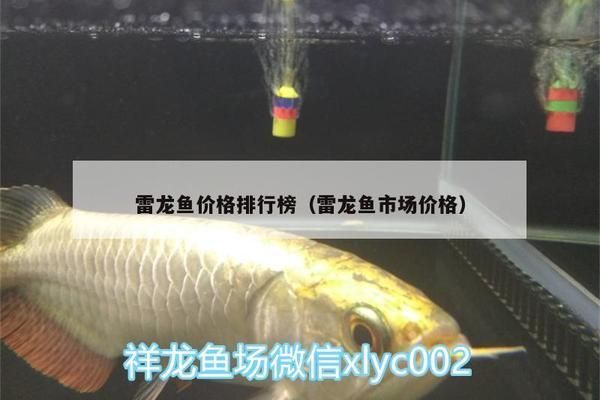 黄金雷龙鱼价格走势分析图，黄金雷龙鱼价格走势分析图显示黄金雷龙鱼价格波动较大 龙鱼百科 第4张