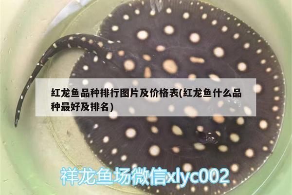 红龙鱼品种细分表格怎么做，关于红龙鱼的介绍 龙鱼百科 第4张