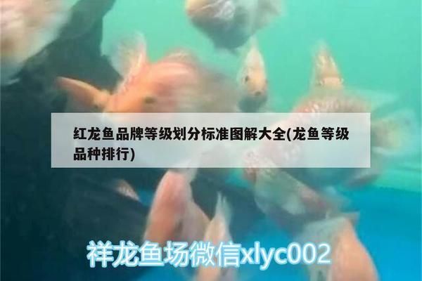 红龙鱼品种细分表格怎么做，关于红龙鱼的介绍 龙鱼百科 第5张