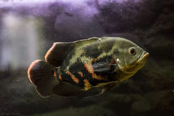 昌吉市润达水族馆，中国新疆昌吉市润达水族馆展示海洋生物和淡水鱼类