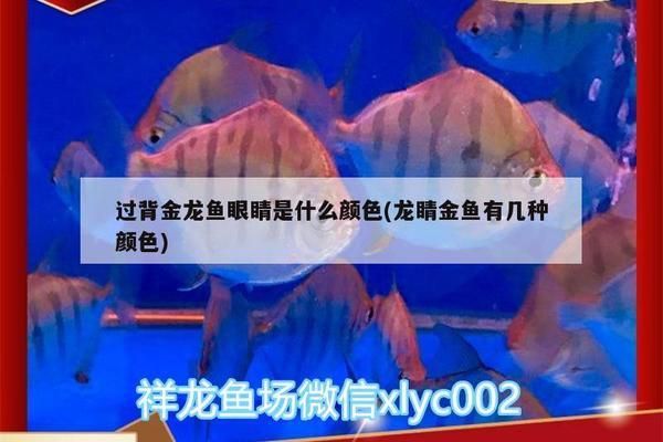 过背金龙鱼有几种颜色，过背金龙鱼的颜色种类