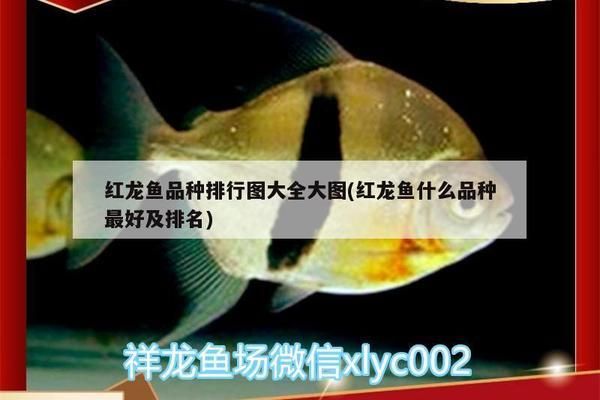 金龙鱼缸放盐可以杀菌吗，金龙鱼缸中加入盐可以有效进行杀菌