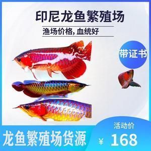 洛阳市洛龙区国建水族馆，洛阳国建水族馆