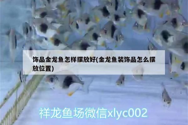 金龙鱼摆件放在家里什么位置，金龙鱼摆件与其他风水物搭配禁忌金龙鱼摆件摆放禁忌 龙鱼百科 第2张