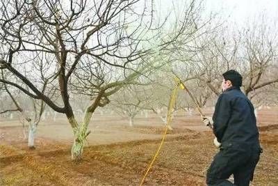 虎斑恐龙鱼视频教程大全图片欣赏，如何饲养和照顾虎斑恐龙鱼 水族问答