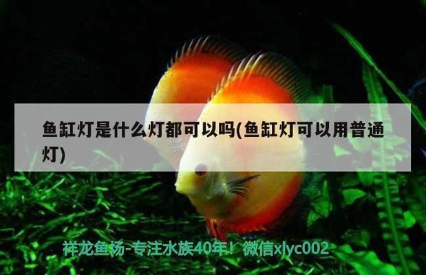 鱼缸过滤器增氧口出水不出氧，如何维护鱼缸过滤器延长使用寿命 龙鱼百科 第5张