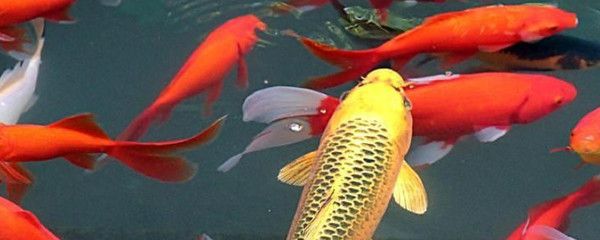 锦鲤水温调节技巧，夏季锦鲤水温骤变应对策略不同水温下锦鲤投喂指南 龙鱼百科 第2张