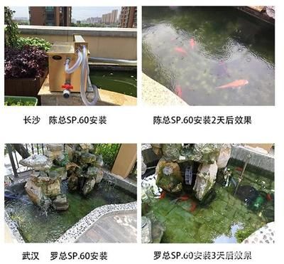 锦鲤水温调节技巧，夏季锦鲤水温骤变应对策略不同水温下锦鲤投喂指南 龙鱼百科 第4张