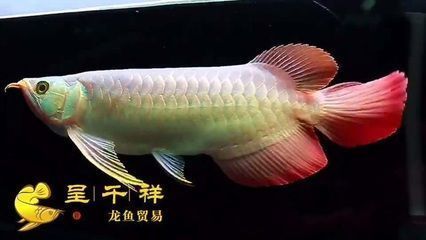 七星鱼和雷龙鱼的区别，七星鱼与雷龙鱼的区别 龙鱼百科 第5张