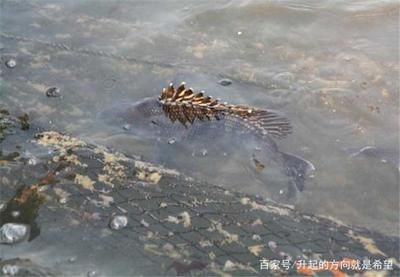 如何保持鱼苗饲养水质清洁，保持鱼苗饲养水质清洁的方法 龙鱼百科 第4张