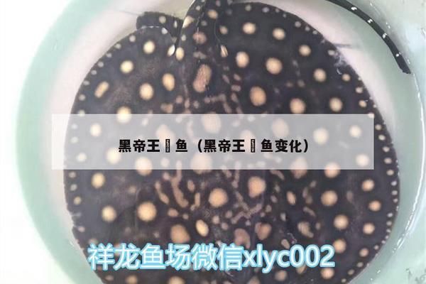 黑帝王魟鱼人工繁殖技术进展，黑帝王魟鱼的人工繁殖技术是提高繁殖成功率的关键 魟鱼百科 第3张