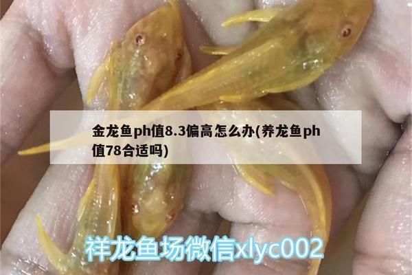 BD魟鱼适宜的pH值调控技巧