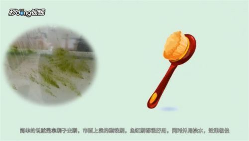 龙鱼鱼缸长青苔怎么办，如何自然去除鱼缸青苔 鱼缸百科 第2张