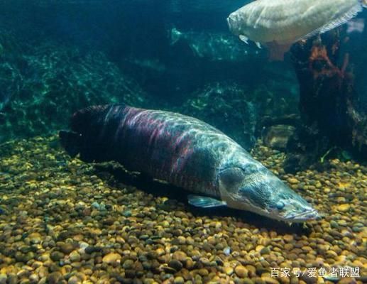 海象鱼适宜的水族箱尺寸，海象鱼适合的水族箱尺寸 观赏鱼市场（混养鱼） 第2张