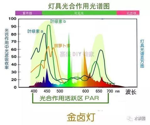 水草在LED灯下生长情况，led灯对水草生长的影响 观赏鱼市场（混养鱼） 第4张