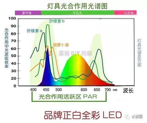 水草在LED灯下生长情况，led灯对水草生长的影响