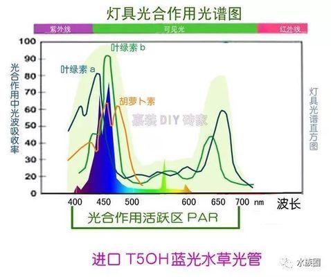 水草在LED灯下生长情况，led灯对水草生长的影响 观赏鱼市场（混养鱼） 第5张