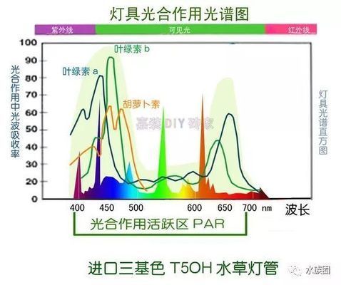 水草在LED灯下生长情况，led灯对水草生长的影响 观赏鱼市场（混养鱼） 第3张