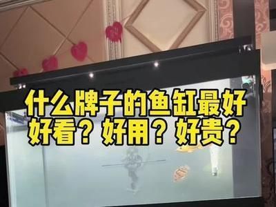 什么牌子龙鱼缸性价比高一点，性价比高的龙鱼缸品牌