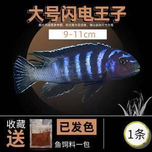 白子关刀鱼适宜水温范围，白子关刀鱼的适宜水温范围 观赏鱼市场（混养鱼） 第5张