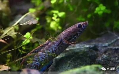 龙鱼用什么缸养比较好看的，龙鱼水族箱的选择 水族问答