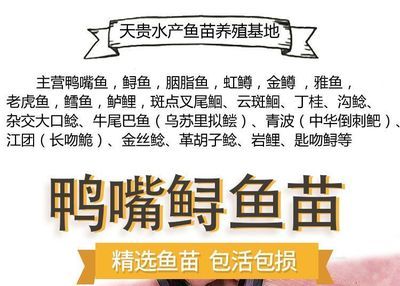 金老虎鱼繁殖技巧分享，金老虎鱼的繁殖技巧 虎鱼百科 第4张