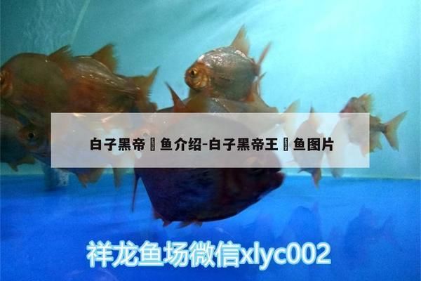 白子黑帝王魟鱼饲料品牌推荐，白子黑帝王魟鱼饲料品牌用户评价汇总[需手动填充]鱼饲料购买指南