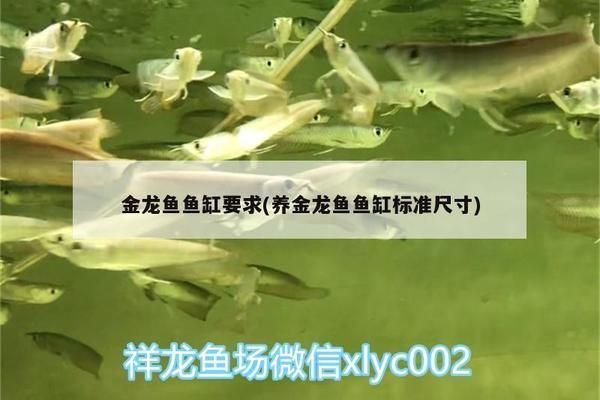 金龙鱼鱼缸大小多少合适，金龙鱼的鱼缸大小选择 鱼缸百科 第2张