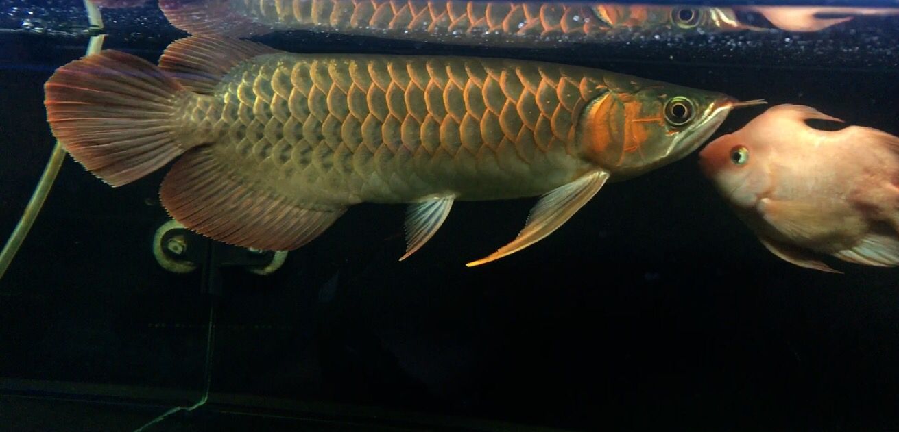 BD魟鱼，bd魟鱼：神秘水族的瑰宝，引领观赏鱼界新风尚 魟鱼百科 第4张