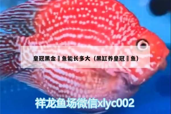 黑金魟鱼繁殖成功率提升方法，黑金魟鱼的繁殖成功率提升方法 魟鱼百科 第4张