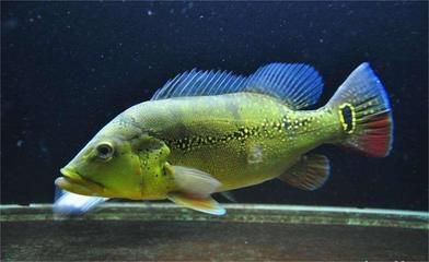 申古三间鱼最佳饲养环境，申古三间鱼的最佳饲养环境 虎鱼百科 第3张