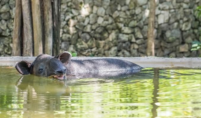 龙鱼鱼缸推荐品种有哪些种类，闽江水族鱼缸价格区间查询森森龙鱼缸尺寸选择指南 鱼缸百科 第4张