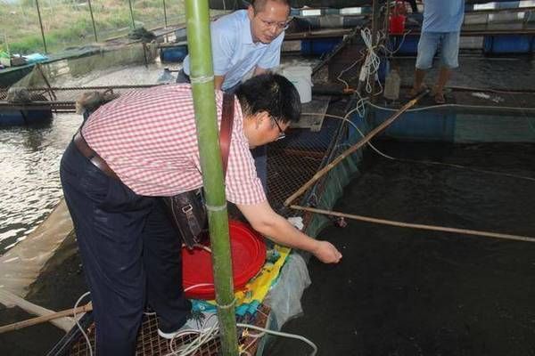 魟鱼饲料中蛋白质含量标准，魟鱼饲料中的蛋白质含量标准[需手动填充]鱼饲料蛋白质含量标准 魟鱼百科 第1张