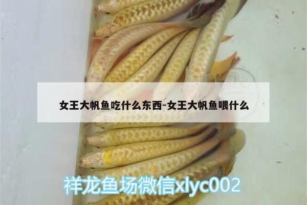 女王大帆鱼适宜的饲料选择 观赏鱼市场（混养鱼） 第2张