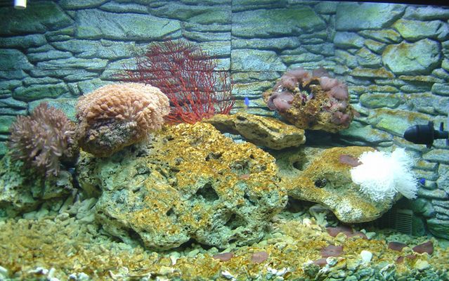 避免水族箱内水藻过度生长的方法，如何避免水族箱中的水藻过度生长