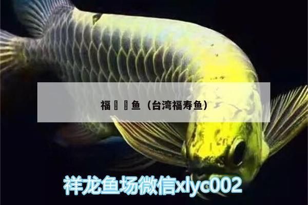 福魟魟鱼，福[需手动填充][需手动填充]鱼日常饮食指南 魟鱼百科 第2张