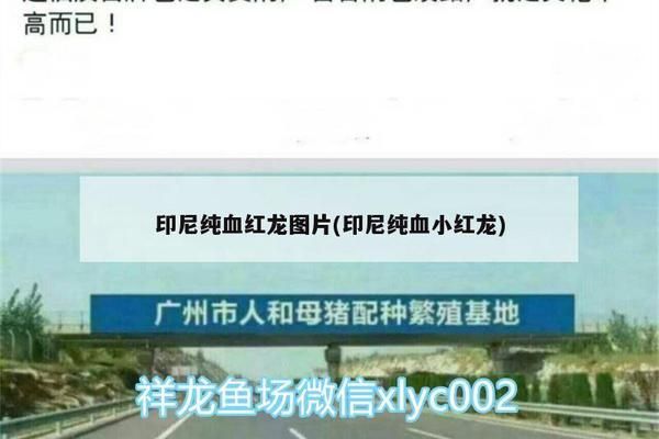 如何判断双线侧鱼是否成熟，双线侧鱼成熟与否可以通过以下几种方法判断双线侧鱼是否成熟