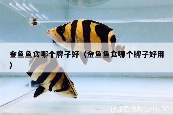 金老虎鱼人工饲料品牌推荐，金老虎鱼人工饲料及牌推荐 观赏鱼市场（混养鱼） 第2张