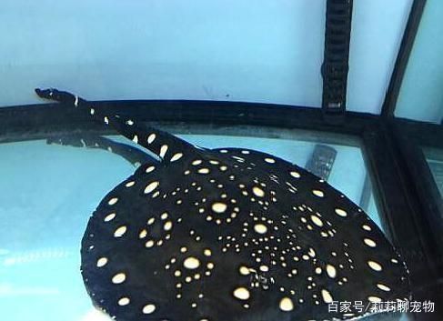 魟鱼适宜的水族箱尺寸，饲养魟鱼的水族箱尺寸 魟鱼百科 第1张