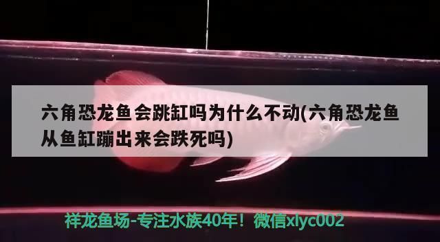 六角恐龙鱼从鱼缸蹦出来会跌死吗为什么，六角恐龙鱼从鱼缸跳出后跌死的可能性较低 鱼缸百科 第2张