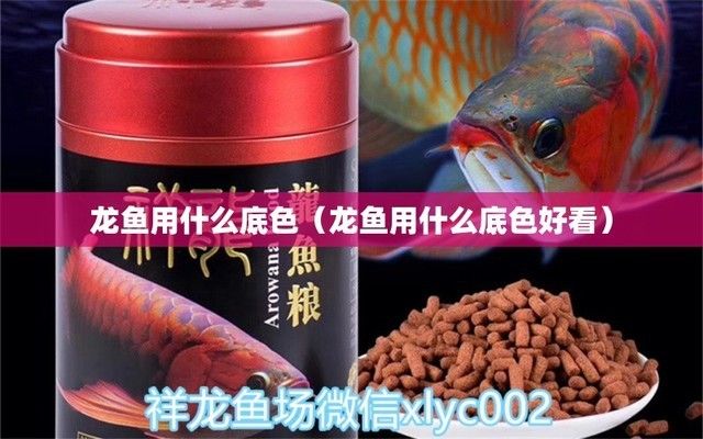 龙鱼缸什么底色好，养龙鱼缸底色选择技巧,红龙鱼发色最佳底色,龙鱼缸底色观赏性搭配 鱼缸百科 第5张