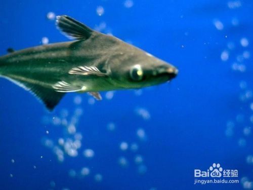 水族箱布置对鲨鱼的影响，水族箱布置对鲨鱼的生长、行为、生活习性和社交行为有重要影响 虎鱼百科 第4张